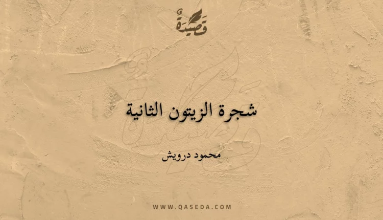 قصيدة شجرة الزيتون الثانية