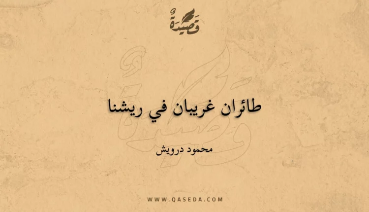 قصيدة طائران غريبان في ريشنا