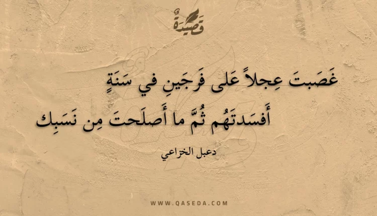 قصيدة غصبت عجلا على فرجين في سنة