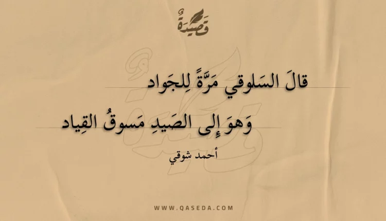 قصيدة قال السلوقي مرة للجواد