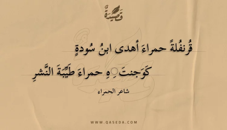 قصيدة قرنفلة حمراء أهدى ابن سودة