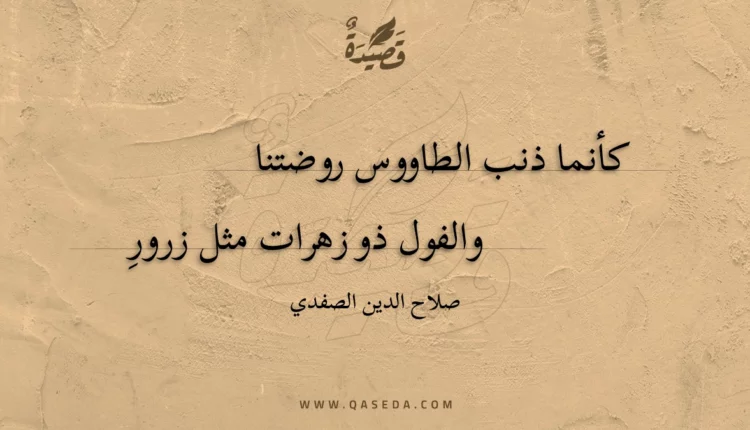 قصيدة كأنما ذنب الطاووس روضتنا