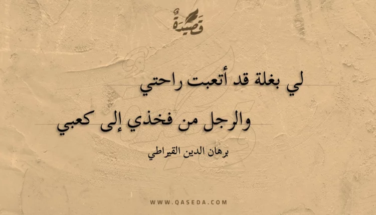 قصيدة لي بغلة قد أتعبت راحتي