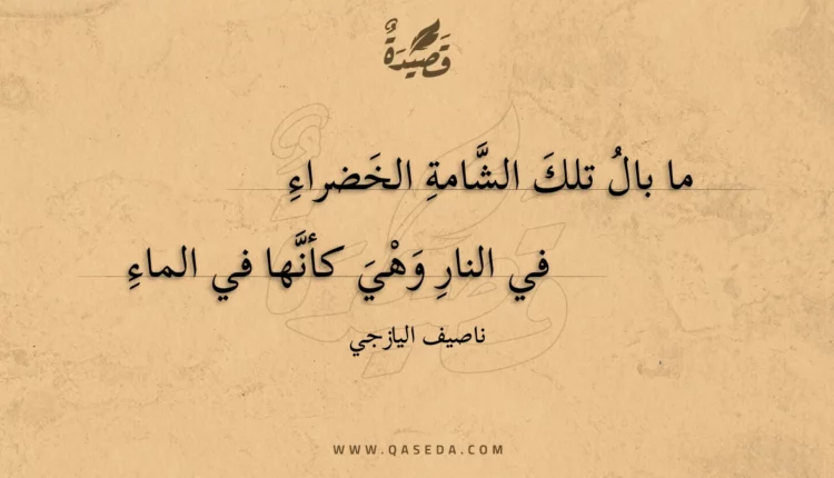 قصيدة ما بال تلك الشامة الخضراء