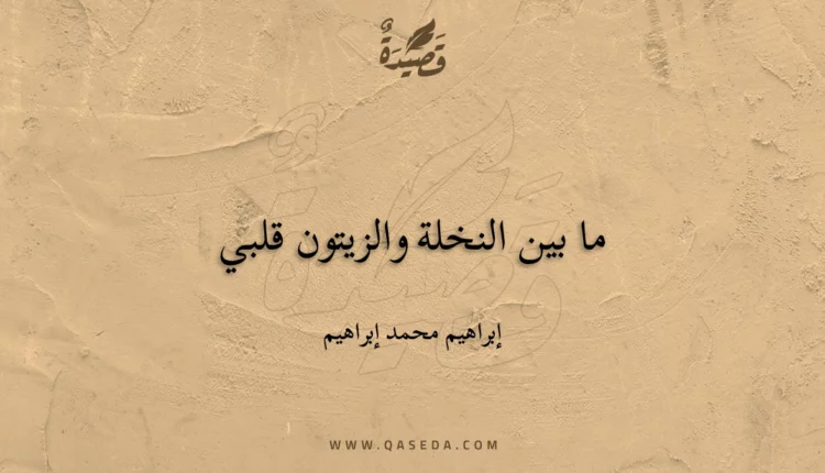 قصيدة ما بين النخلة والزيتون قلبي
