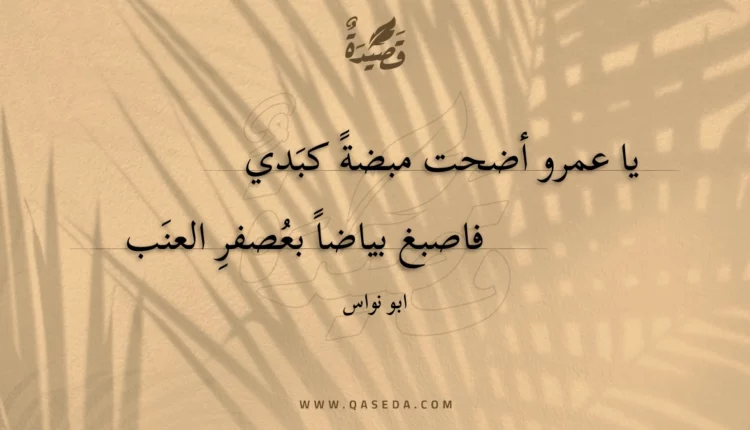 قصيدة يا عمرو أضحت مبضة كبدي